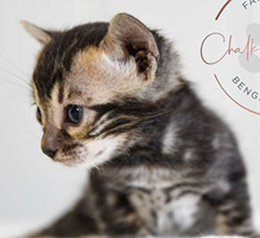 Snow Charcoal Bengal for sale near me